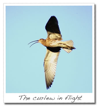Curlew in flight 
