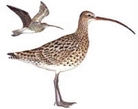 Curlew Drawing